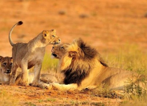 Safari de luxe de 12 jours dans le nord de la Tanzanie : aventure en avion et en voiture