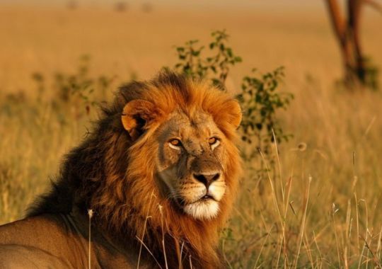 10 Days Tanzania Luxury Safari