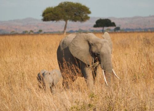 6 Days Classical Tanzania Safari