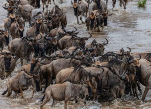 4 Days Wildebeest Calving Safari