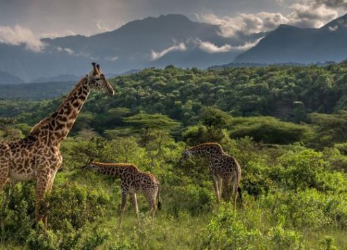 5 Days Tanzania Mid-Range Safari