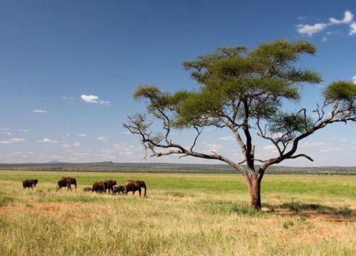 Pourquoi un séjour safari représente l’expérience de voyage de luxe ultime