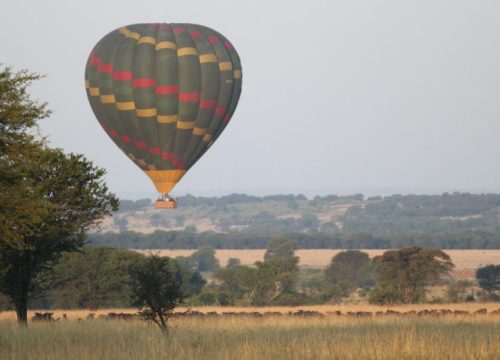 Organiser un événement à destination dans un cadre de safari : ce que vous devez savoir