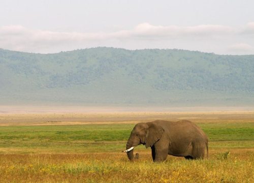 Lodges de safari de luxe : quand le confort rencontre la nature sauvage