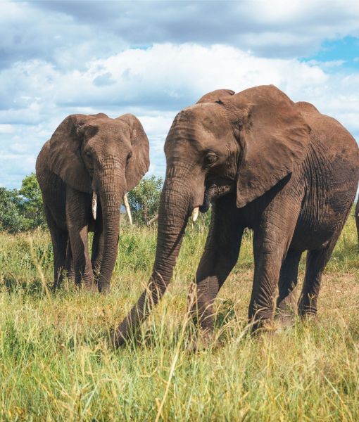 Parc national d'Tarangire