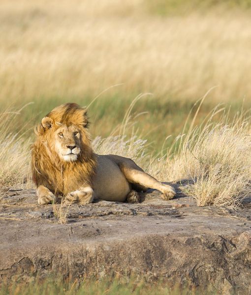 Parc national d'Kilimanjaro