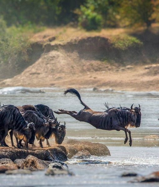 Parc national d'Serengeti