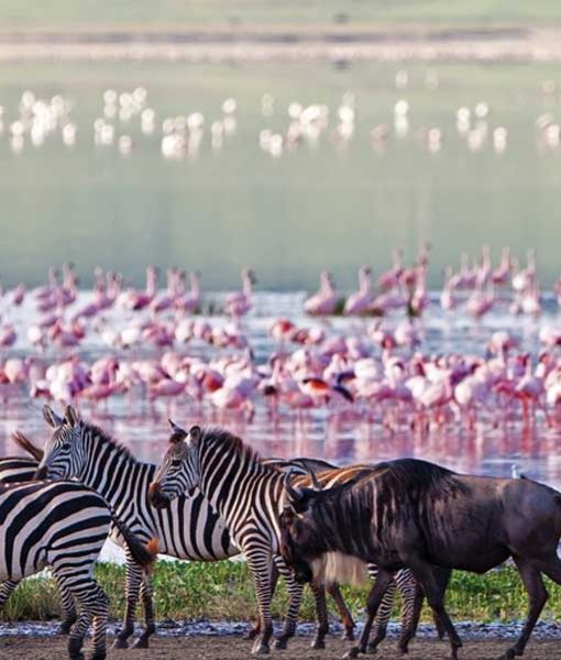Parc national d'Lake Manyara