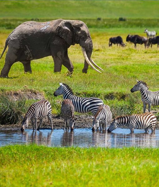 Cratère du Ngorongoro
